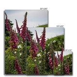 Foxgloves Canvas