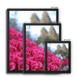 Clyne Gardens Framed Canvas