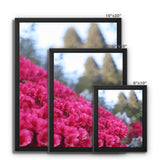 Clyne Gardens Framed Canvas