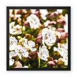 Sea Campion Framed Canvas
