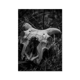 Horns Fine Art Print