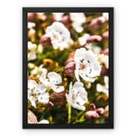 Sea Campion Framed Canvas