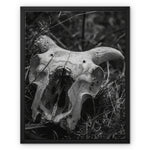 Horns Framed Canvas