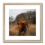 Welsh Cow Framed & Mounted Print