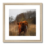 Welsh Cow Framed & Mounted Print