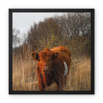 Welsh Cow Framed Canvas