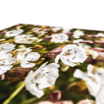 Sea Campion Canvas