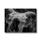 Horns Canvas