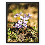 Wild Violets Framed Canvas