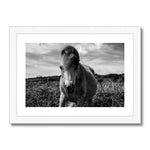 Whitesands Pony Framed & Mounted Print