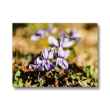 Wild Violets Canvas