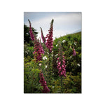 Foxgloves Fine Art Print