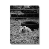 Little Lamb Canvas