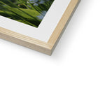 Tilia Cordata Framed & Mounted Print