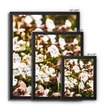 Sea Campion Framed Canvas