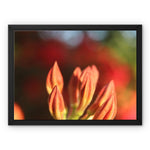 Fiore Italiano Framed Canvas
