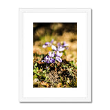 Wild Violets Framed & Mounted Print