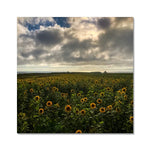 Rhossili Sunflowers Fine Art Print