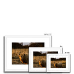 Highland Cow Framed & Mounted Print