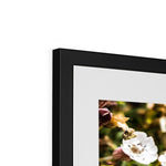 Sea Campion Framed & Mounted Print
