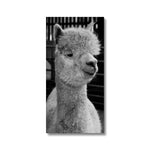 Alpaca Canvas