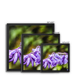 Bluebells Framed Canvas