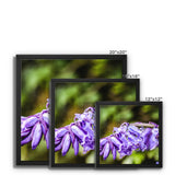 Bluebells Framed Canvas