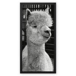 Alpaca Framed Canvas