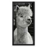 Alpaca Framed Canvas