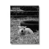 Little Lamb Canvas