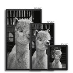 Alpaca Framed Canvas