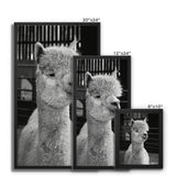 Alpaca Framed Canvas
