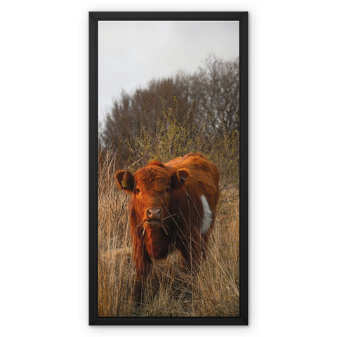 Welsh Cow Framed Canvas
