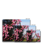 Pink Cercis Canvas