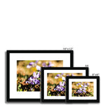 Wild Violets Framed & Mounted Print