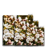 Sea Campion Canvas