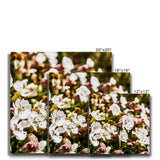 Sea Campion Canvas