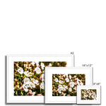 Sea Campion Framed & Mounted Print