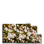 Sea Campion Canvas