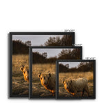 Highland Cow Framed Canvas