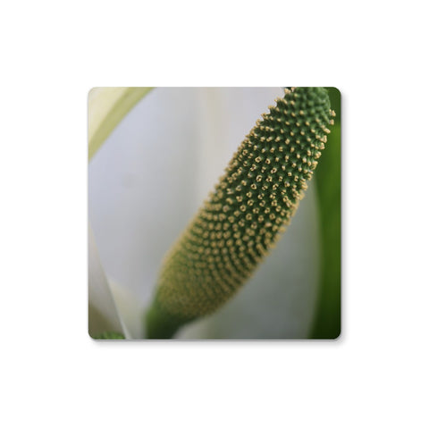 Lysichiton Coaster