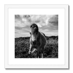 Whitesands Pony Framed & Mounted Print