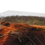 Welsh Cow Canvas