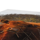 Welsh Cow Canvas