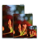 Fiore Italiano Canvas