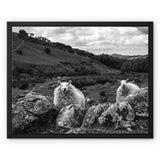 Llyn y Fan Sheep Framed Canvas