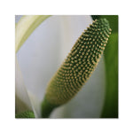 Lysichiton Fine Art Print