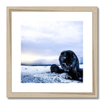 DC-3 Plane Wreck Framed & Mounted Print