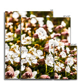 Sea Campion Fine Art Print