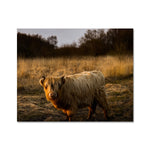 Highland Cow Fine Art Print